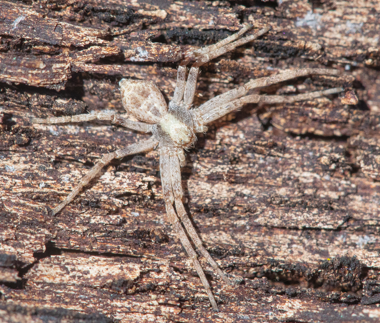 Philodromus