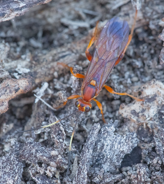 Lymantrichneumon disparis