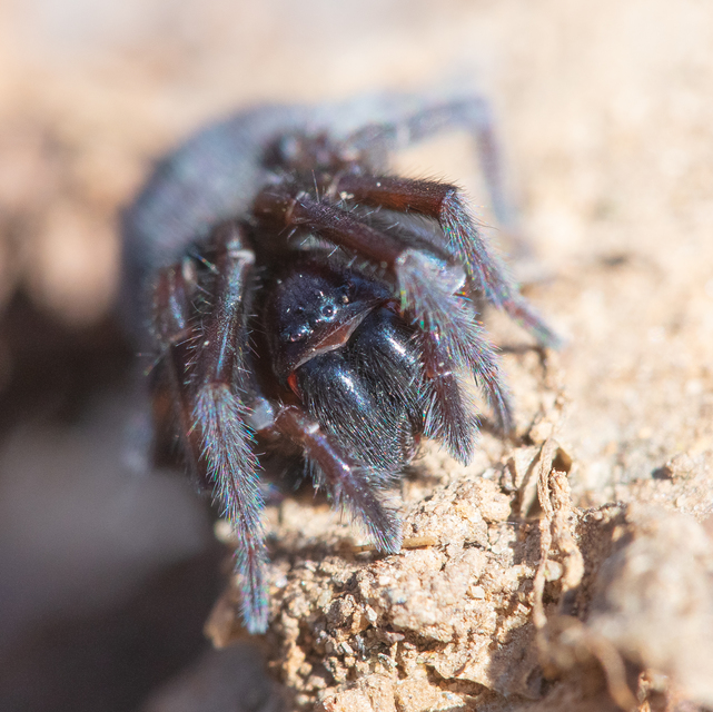 Amaurobius ferox - nagy eretnekpók