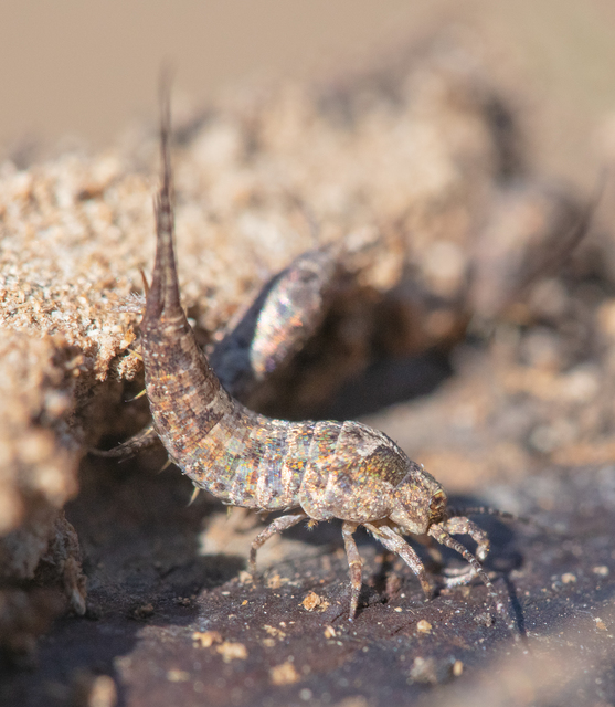 Archaeognatha - Ugróősrovarok
