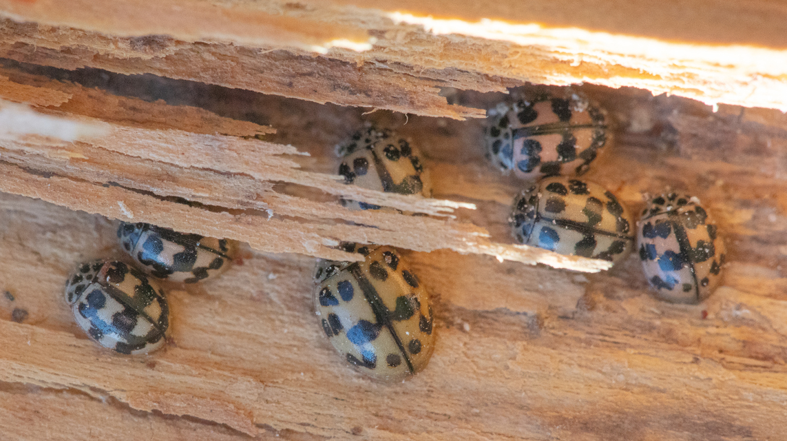 Oenopia conglobata - rózsás katica