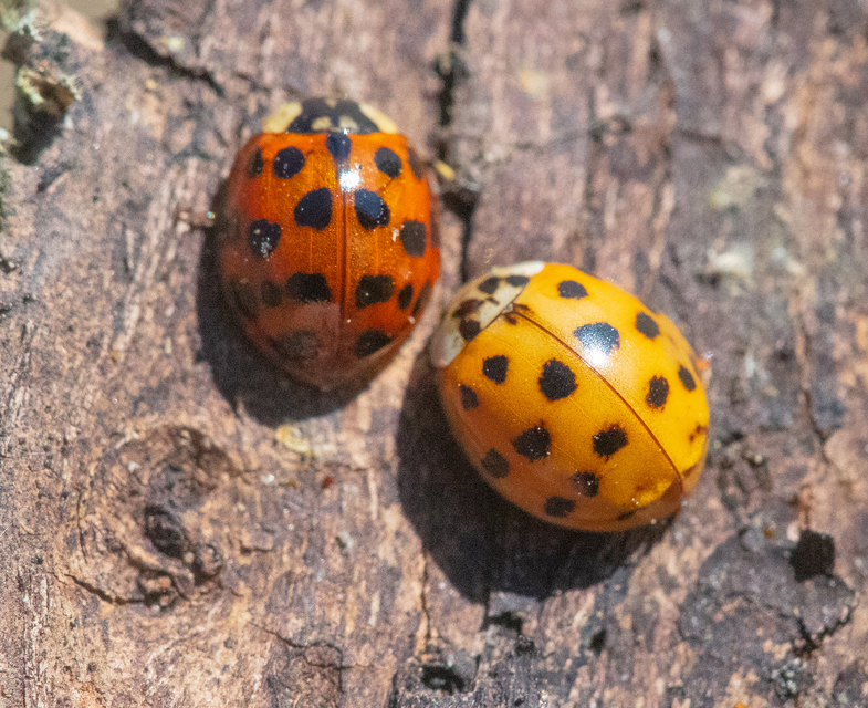 Harmonia axyridis - harlekinkatica