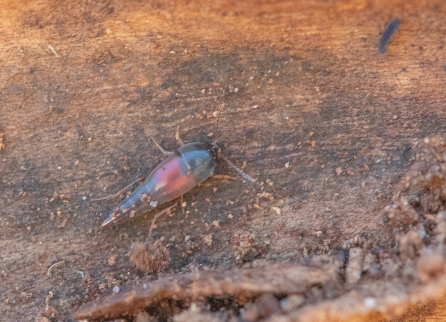 Sepedophilus marshami - közönséges pihésholyva Sepedophilus marshami - közönséges pihésholyva