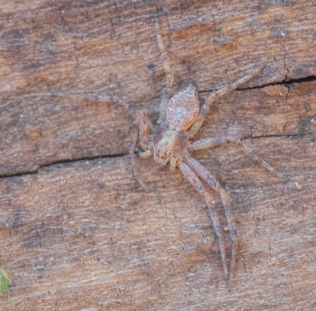 Philodromus
