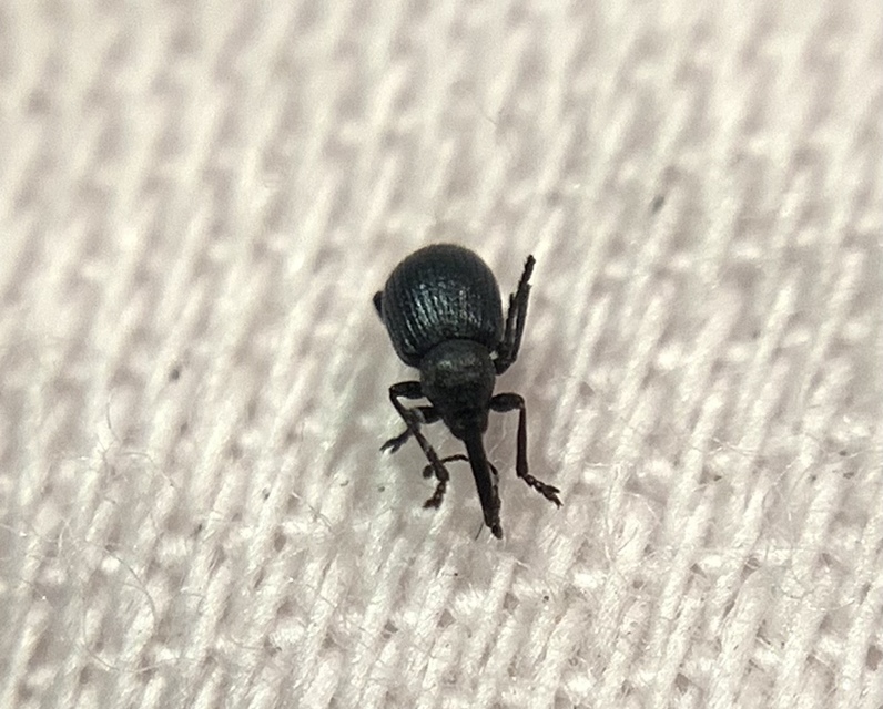 Omphalapion pseudodispar - déli cickányormányos