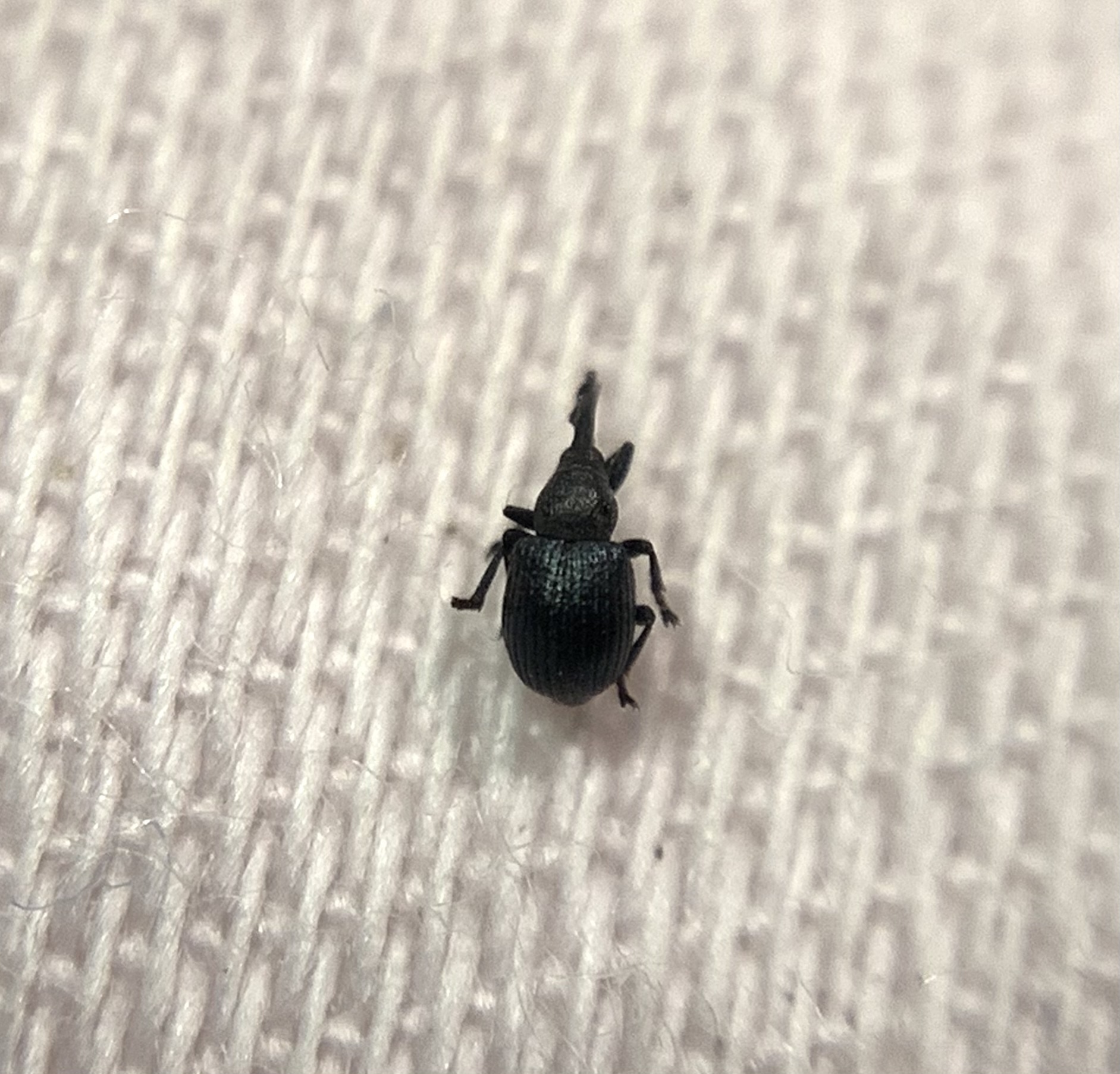 Omphalapion pseudodispar - déli cickányormányos