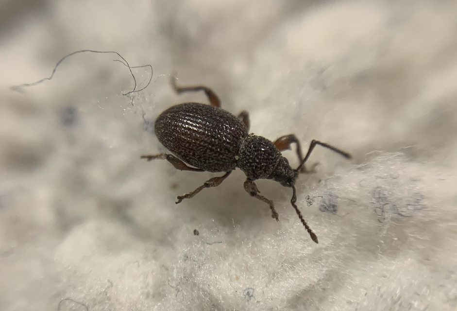 Otiorhynchus ovatus - apró gyalogormányos