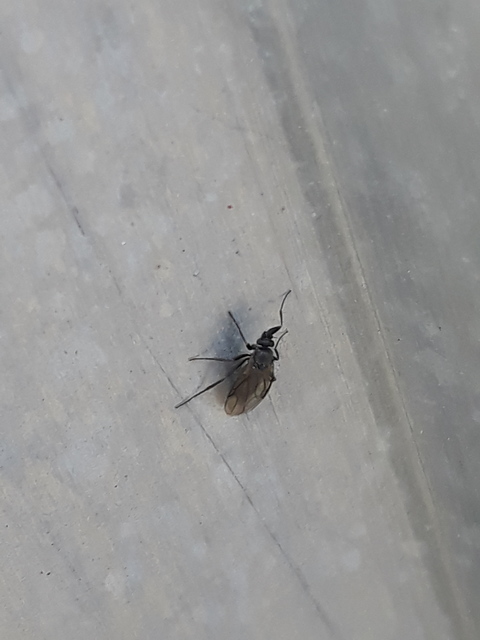 Sphaeroceridae - trágyalegyek
