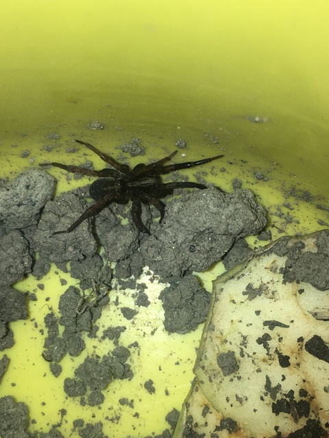 Trochosa