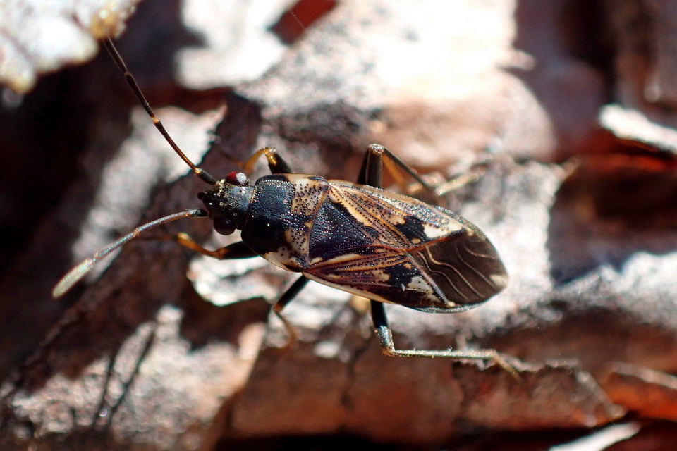 Rhyparochromus vulgaris - közönséges díszesbodobács
