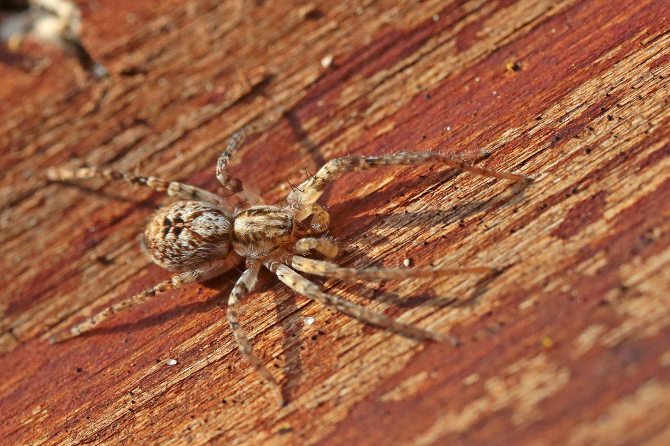 Anyphaena accentuata - jegyespók
