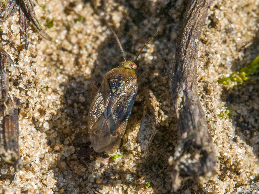 Lygus rugulipennis - molyhos mezeipoloska