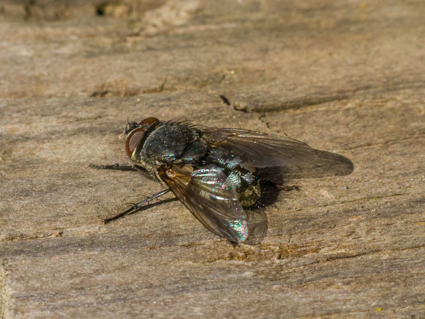 Pollenia