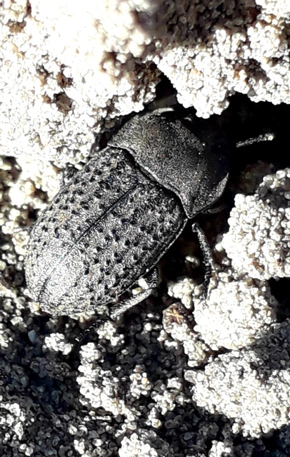 Opatrum sabulosum - sároshátú gyászbogár
