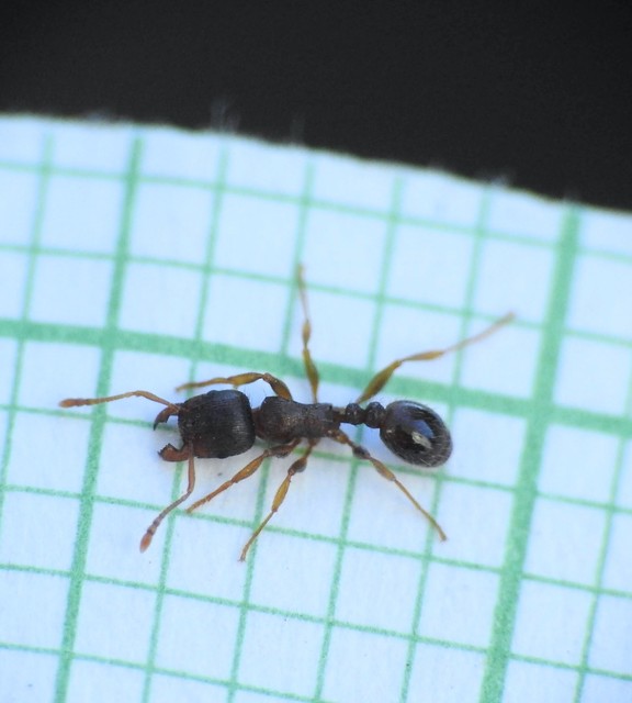 Tetramorium