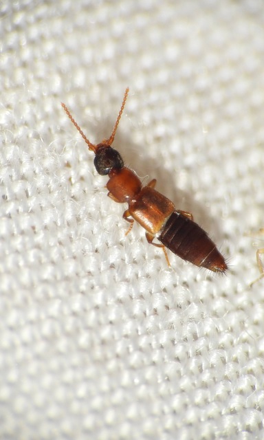 Lithocharis nigriceps - sárgás rétiholyva Lithocharis nigriceps - sárgás rétiholyva