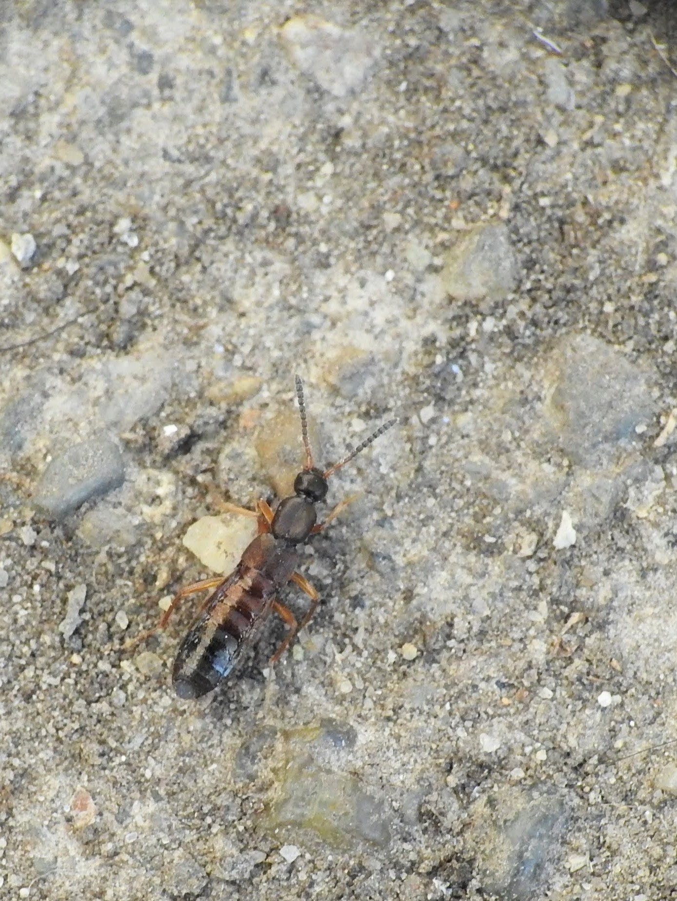 Drusilla canaliculata - közönséges hangyászholyva