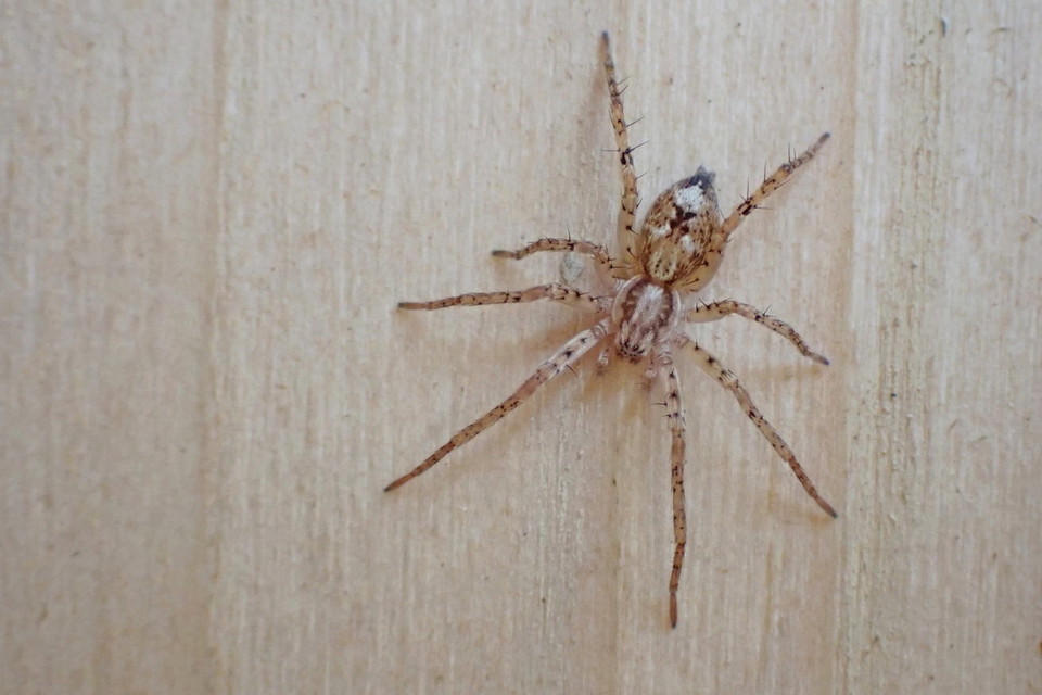 Anyphaena accentuata - jegyespók