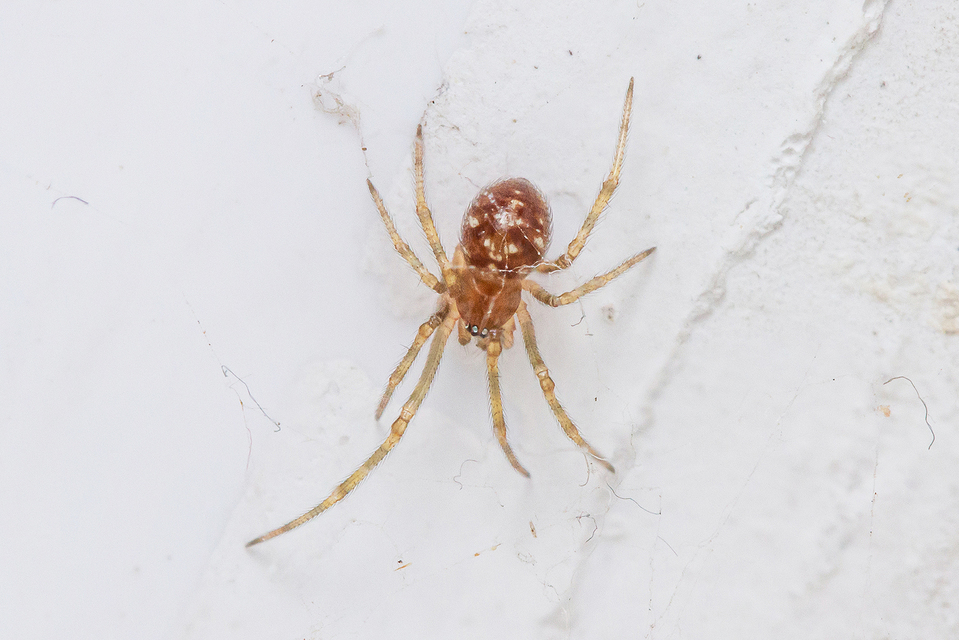 Steatoda triangulosa - háromszöges faggyúpók