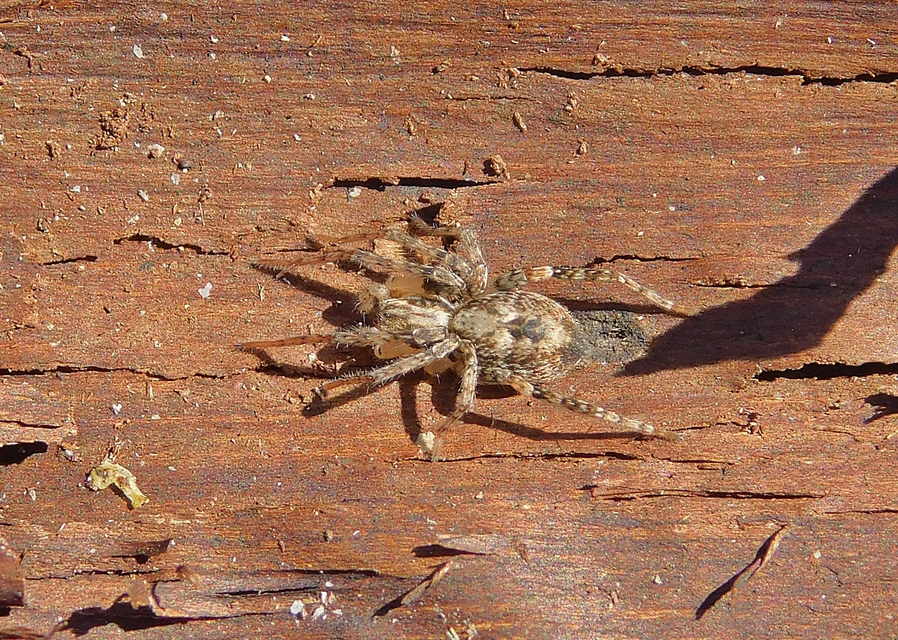 Anyphaena accentuata - jegyespók