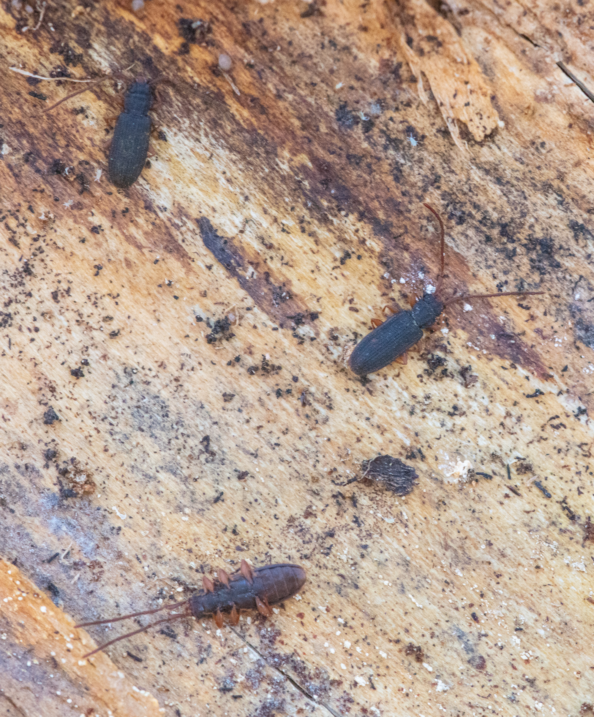 Uleiota planatus - hosszúcsápú fogasnyakú-lapbogár