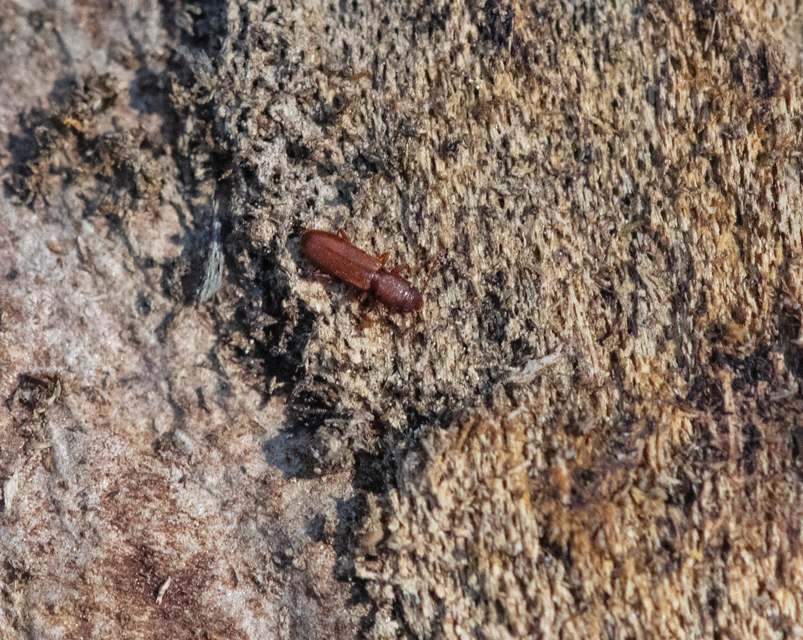 Silvanus