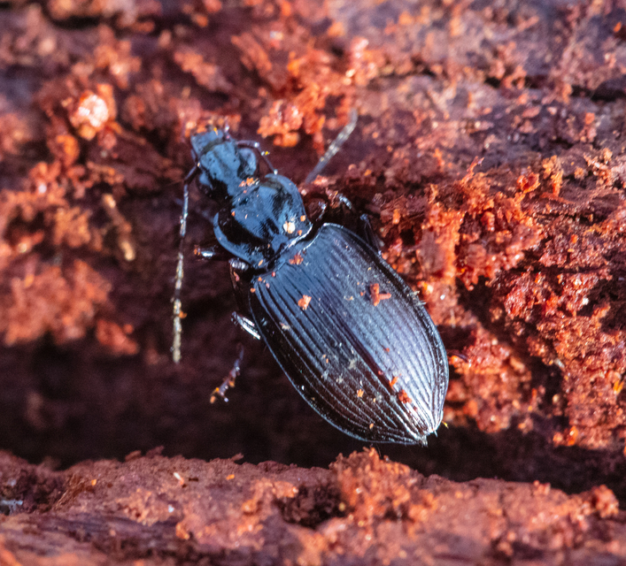 Limodromus assimilis - vöröslábú kisfutó
