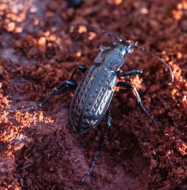 Carabus granulatus - mezei futrinka