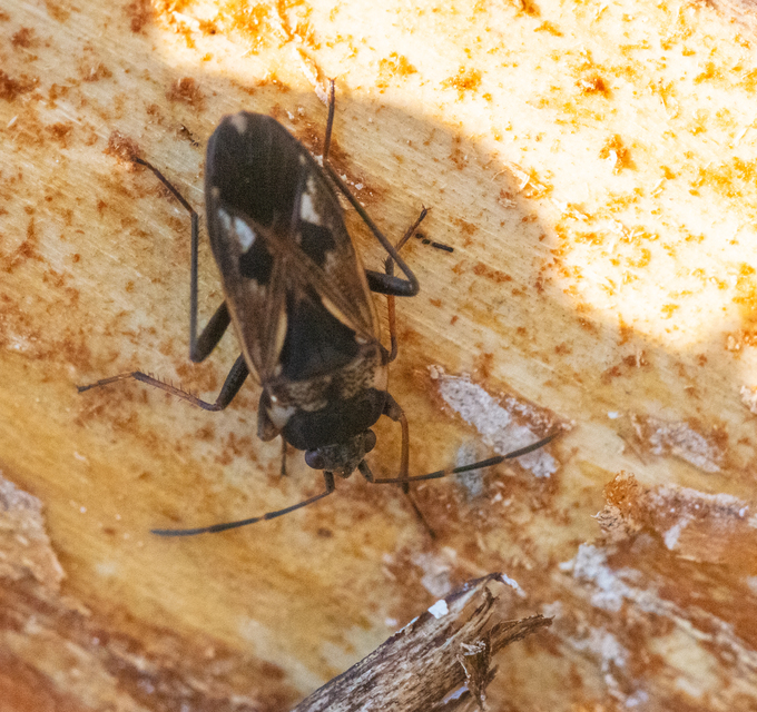 Rhyparochromus vulgaris - közönséges díszesbodobács