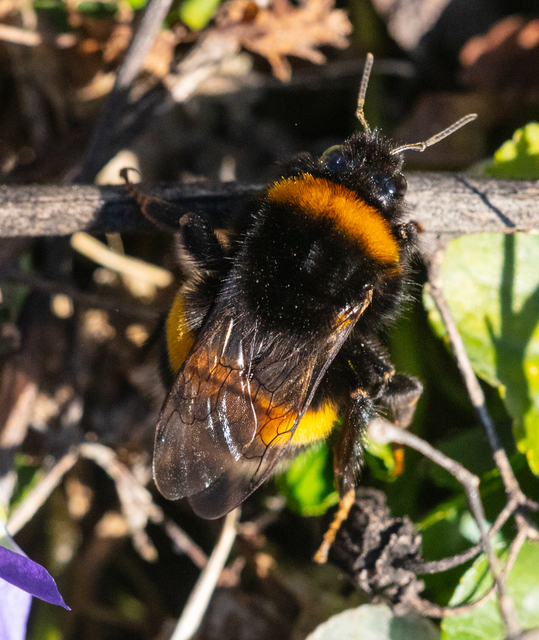 Bombus - poszméhek