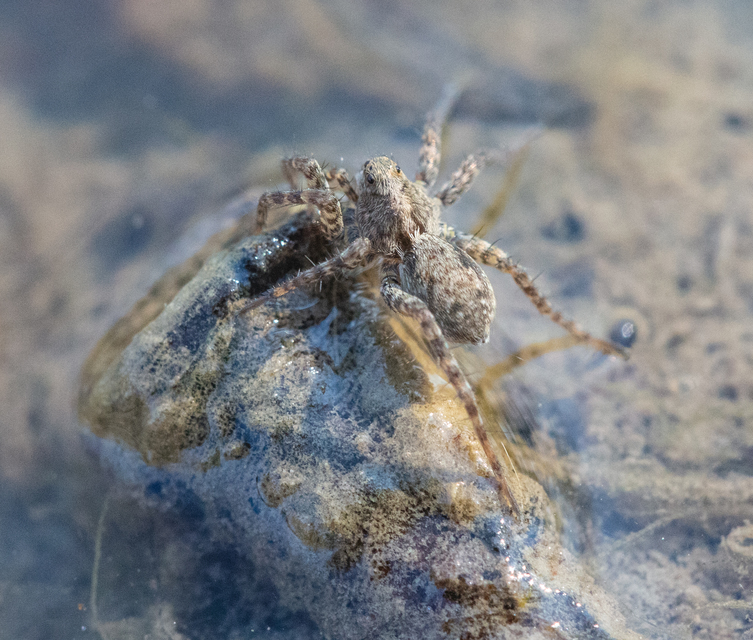Pardosa