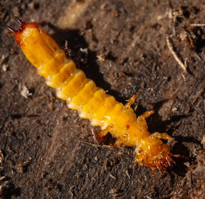 Pyrochroa