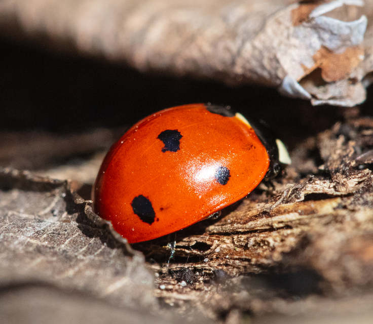 Coccinella septempunctata - hétpettyes katica