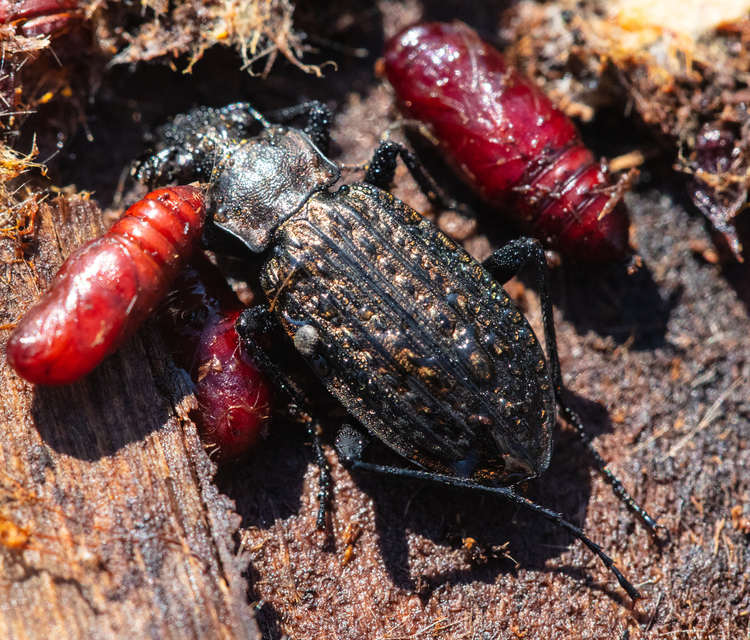 Carabus granulatus - mezei futrinka