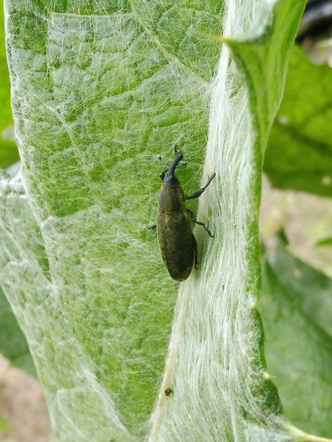 Lixus cardui - bogáncsfúró dudvabarkó