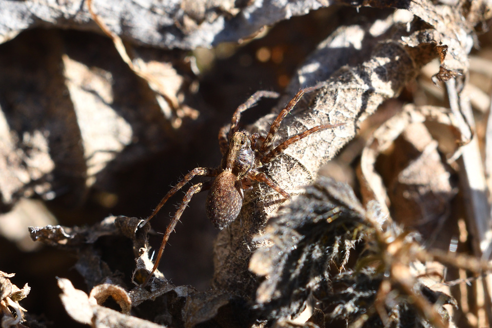 Pardosa alacris/lugubris