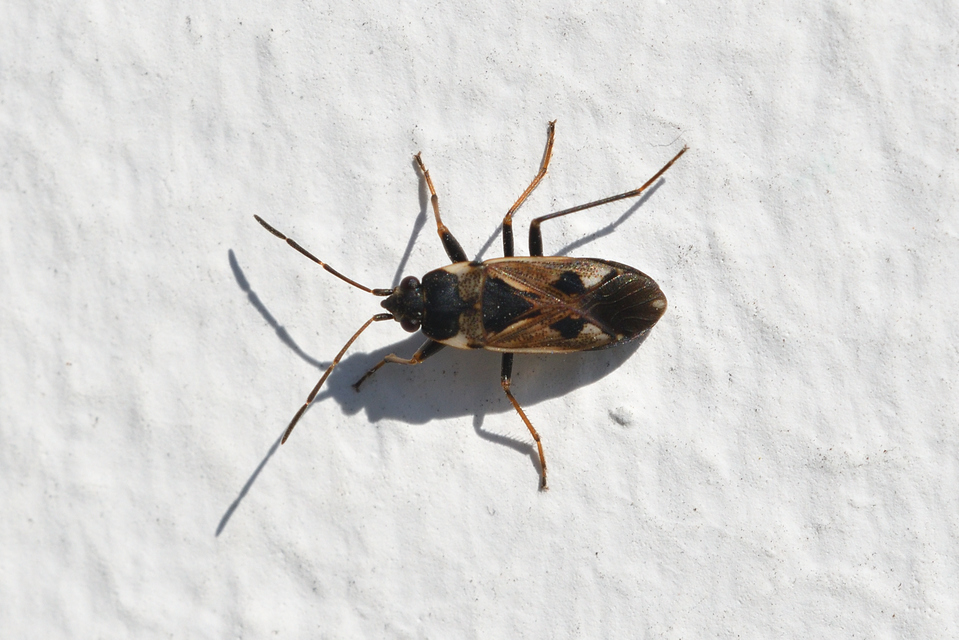 Rhyparochromus vulgaris - közönséges díszesbodobács