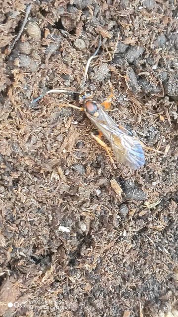 Lymantrichneumon disparis