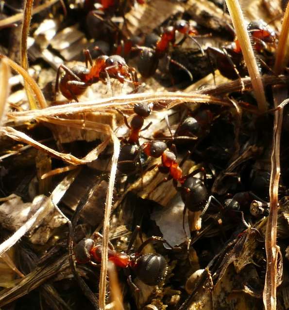 Formica pratensis - réti vöröshangya