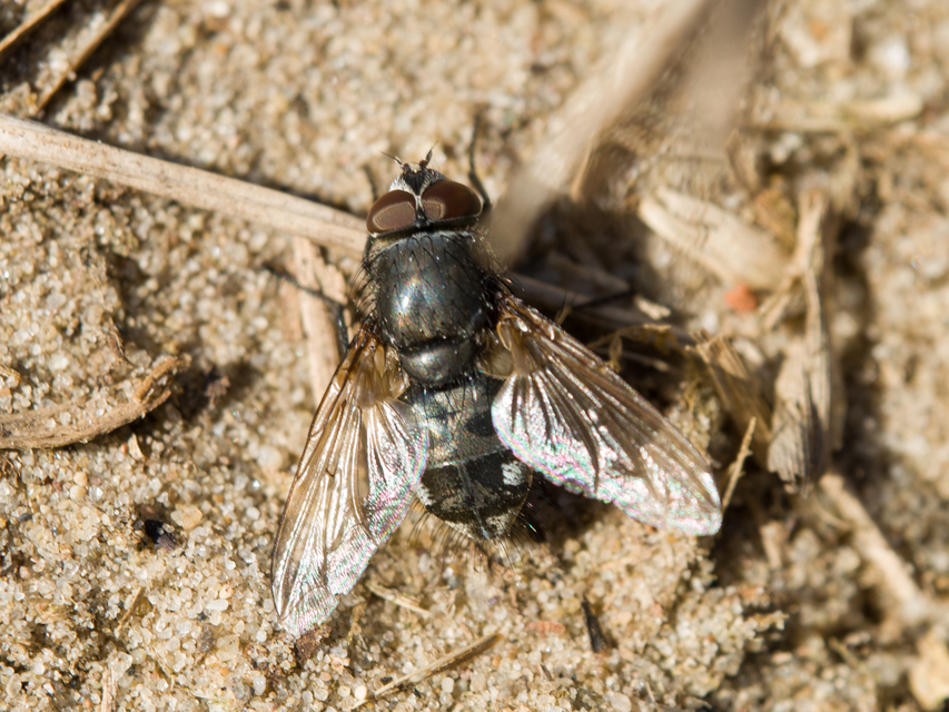 Pollenia