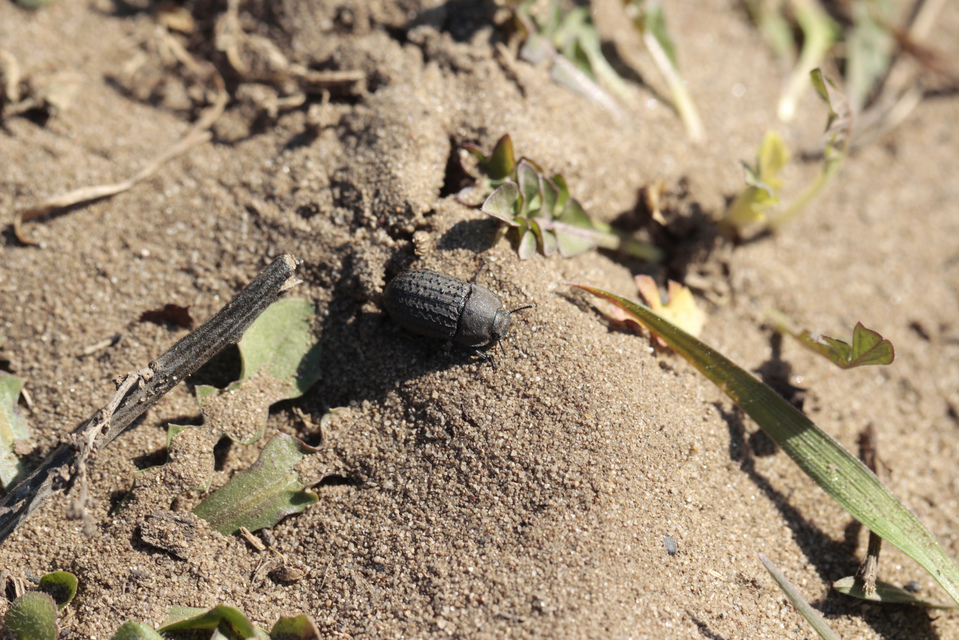 Opatrum sabulosum - sároshátú gyászbogár