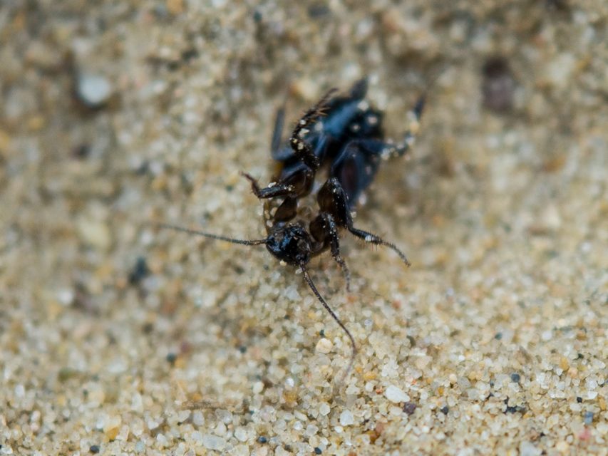 Phyllodromica