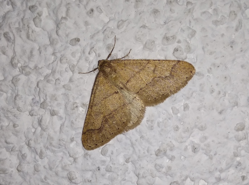 Agriopis marginaria - sárgás téliaraszoló