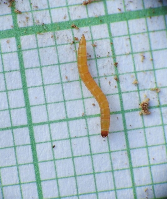 Elateridae - pattanóbogárfélék