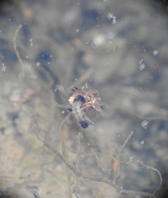 Trichoptera - Tegzesek