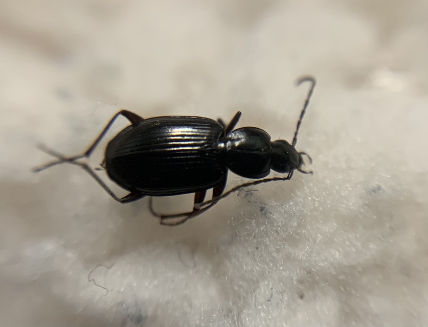 Agonum fuliginosum - füstös kisfutó