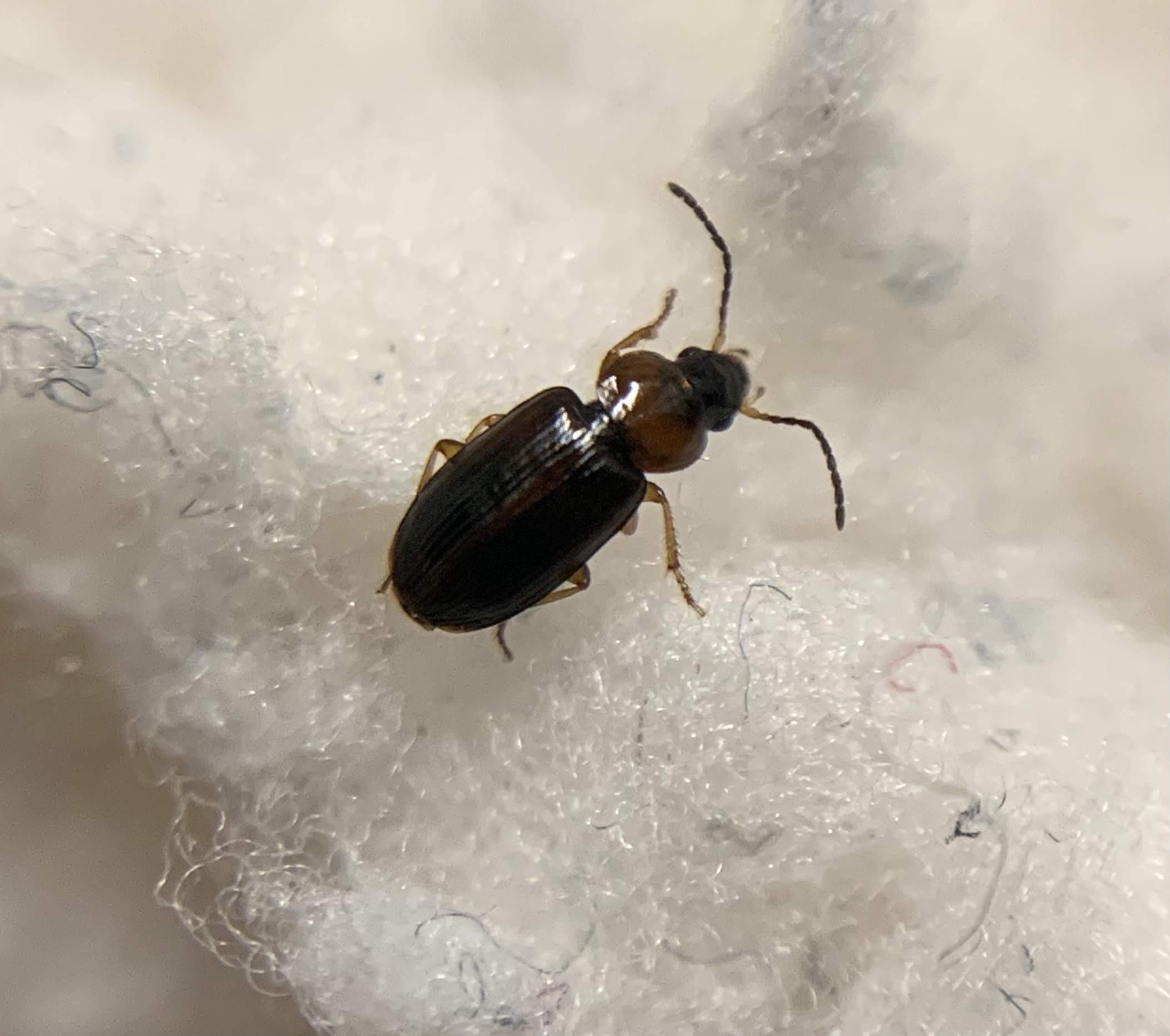Acupalpus flavicollis - vörösnyakú törpefutonc