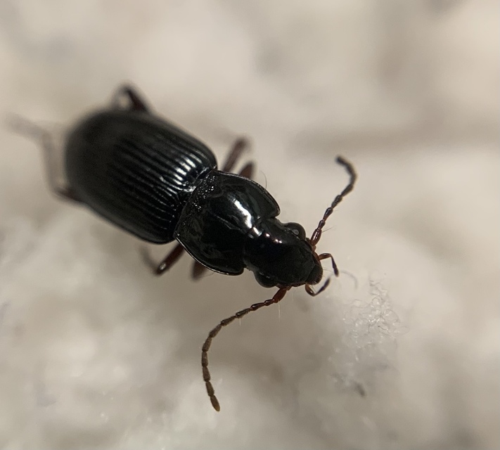 Pterostichus gracilis - kecses gyászfutó