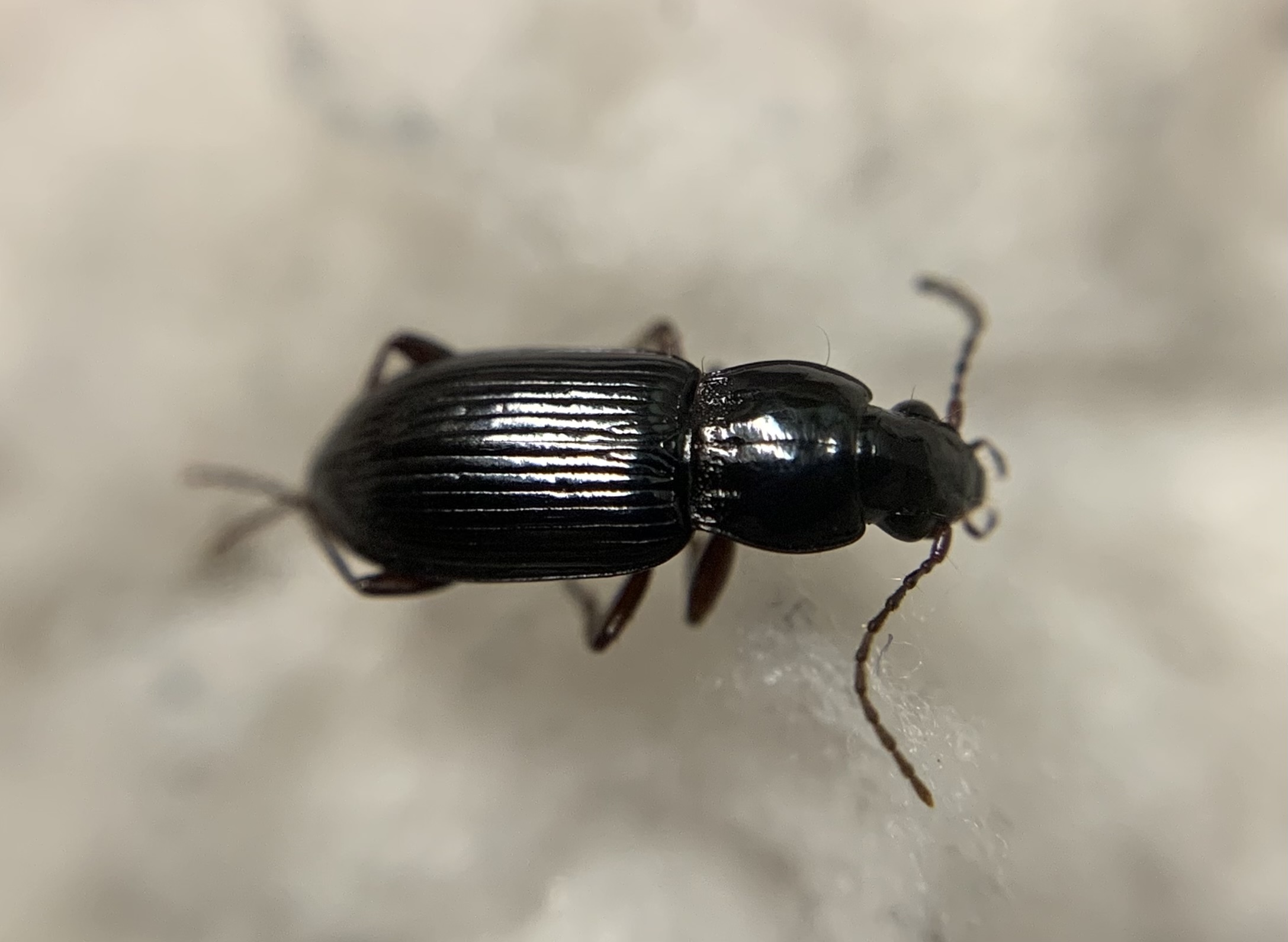 Pterostichus gracilis - kecses gyászfutó