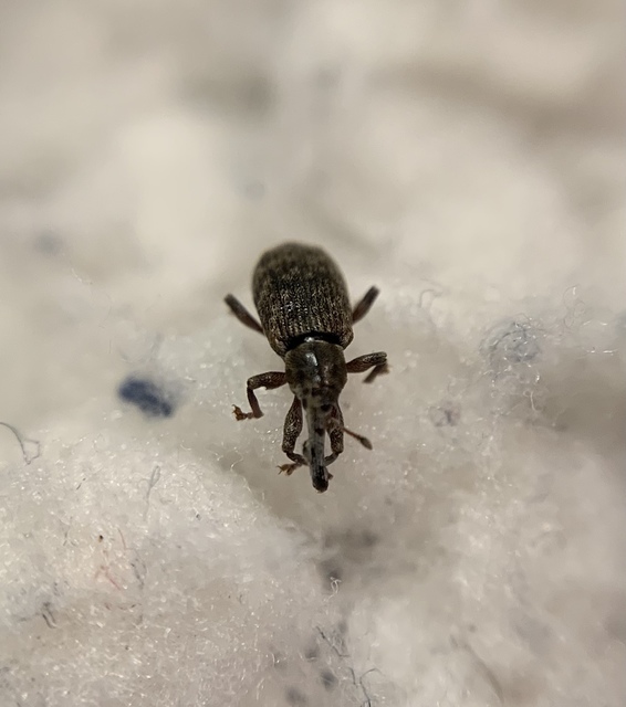 Dorytomus taeniatus - kecskefűz-hangormányos